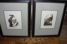 Four bird prints. Engraved by R. Havell